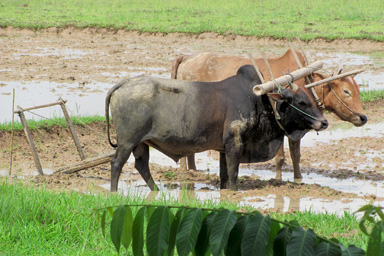 Yoked Cows